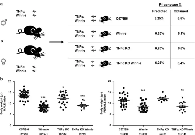 Figure 1 Generation and characterization of the new TNF α KO Winnie murine model. (a) TNFα KO Winnie mice were generated by breeding double heterozygote breeders for TNF α and Winnie genes to obtain the double mutants and all the controls from the same bre