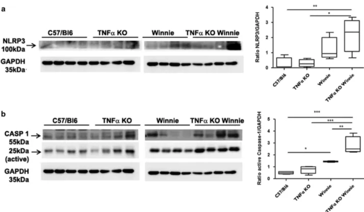 Figure 4 Ileum homogenates show higher expression of NLRP3 and active form of caspase-1 in TNF α KO Winnie