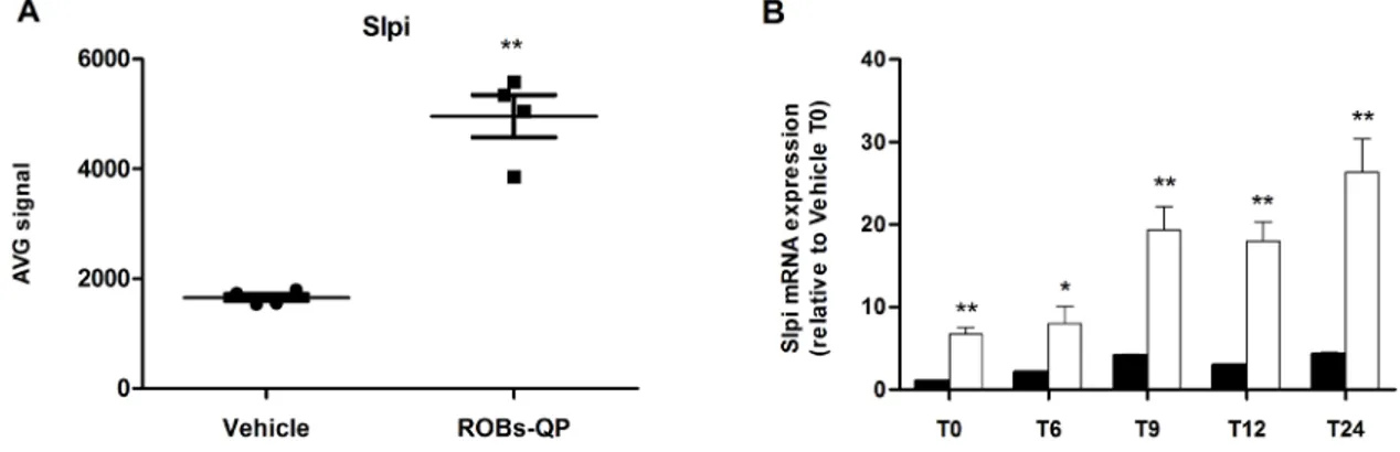 Figure 1: Quercetin induces Slpi expression in LPS-activated BMDCs.  A. Slpi expression from the microarray data of BMDCs  exposed to vehicle or ROBs-QP at day 5 and 7 and treated with 1 μg/mL of LPS for 6 hours (n=4, **P&lt;0.01)