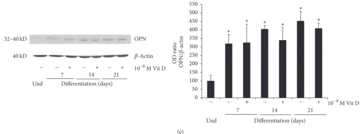 Figure 2: Protein expression. Immunoblots showing the trend expression of RUNX2 (a), Coll I (b), Pro-Coll I (c), BSP (d), and OPN (e) during the osteogenic differentiation process (0–21 days) of DBSCs cultured in osteogenic medium with vehicle (−) and 1,25