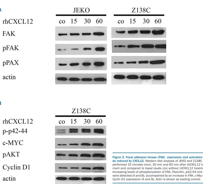 Figure 2. Focal adhesion kinase (FAK)  expression and activation can be induced by CXCL12