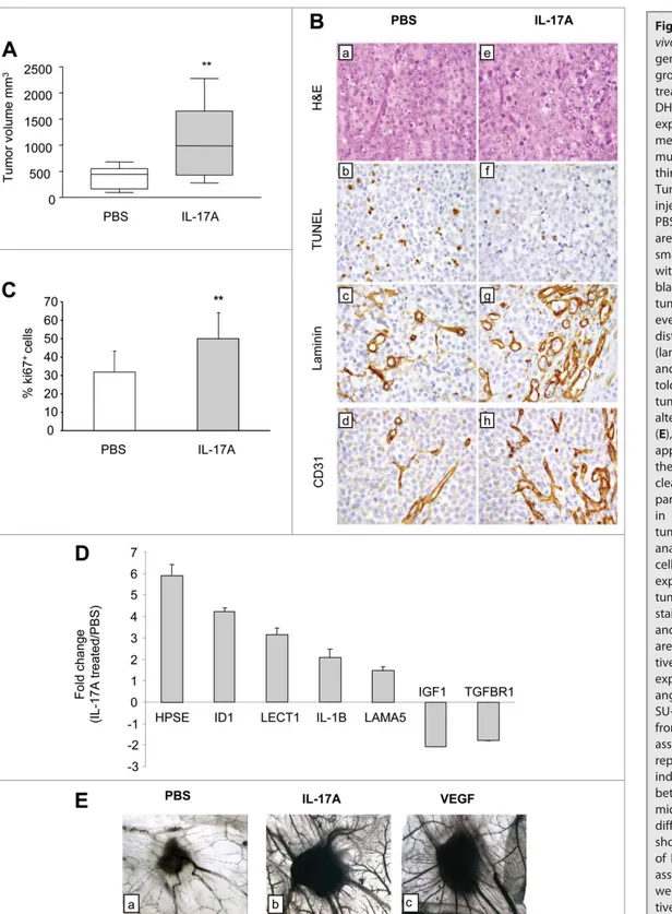 Figure 7. Role of IL-17A on in vivo tumor growth and  angio-genesis. (A) Volume of tumors grown s.c