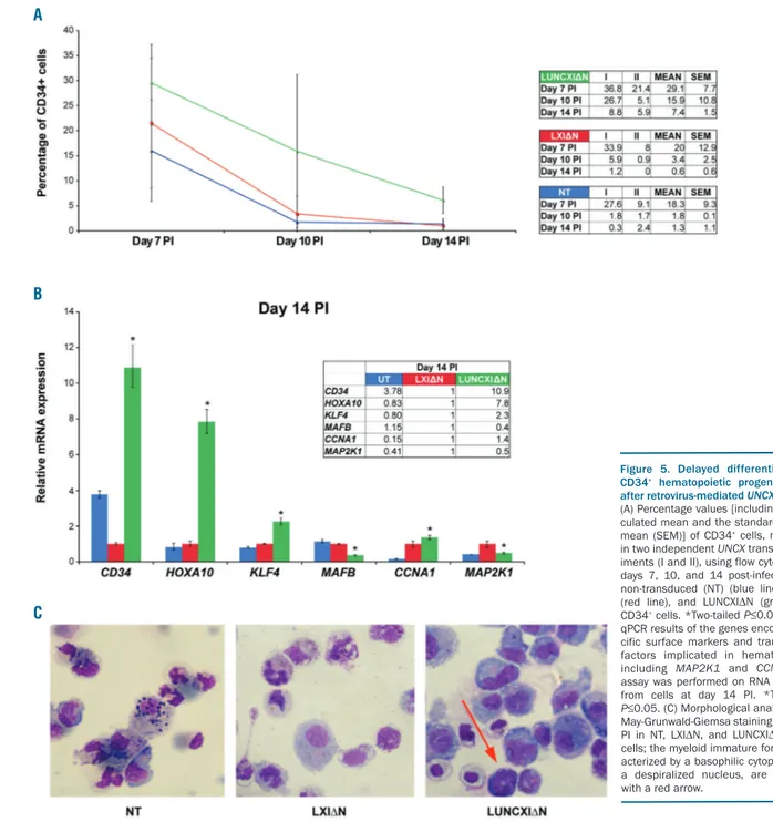 Figure  5.  Delayed  differentiation  of CD34 + hematopoietic  progenitor  cells