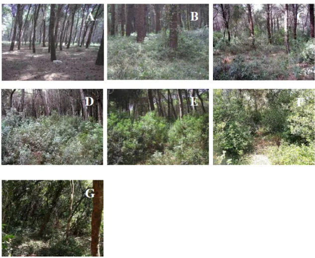 Figure 4. Images (A–E) were taken in 2006, in the afforested area, showing an increasing development of