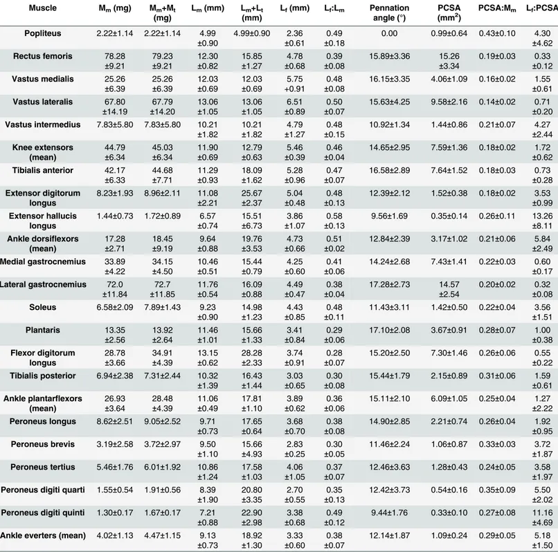 Table 4. Mean ( ±S.D) architectural properties of nineteen hindlimb muscles, plus functional group means