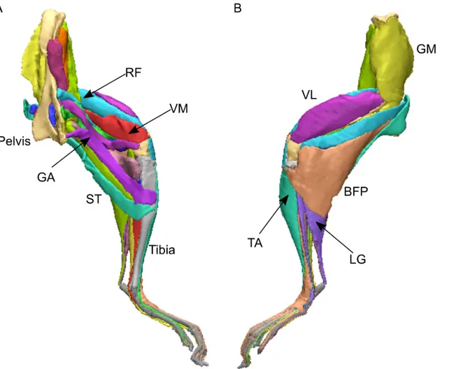 Fig 2. Three- dimensional representation of the mouse hindlimb, created through digital segmentation