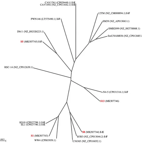 Figure 2. Phylogenetic tree. The phylogenetic tree was obtained from comparative analysis of the genomic region extending from the gene for tRNA Leu to phnF in S1, S5, S8, and S13 (in red) and S