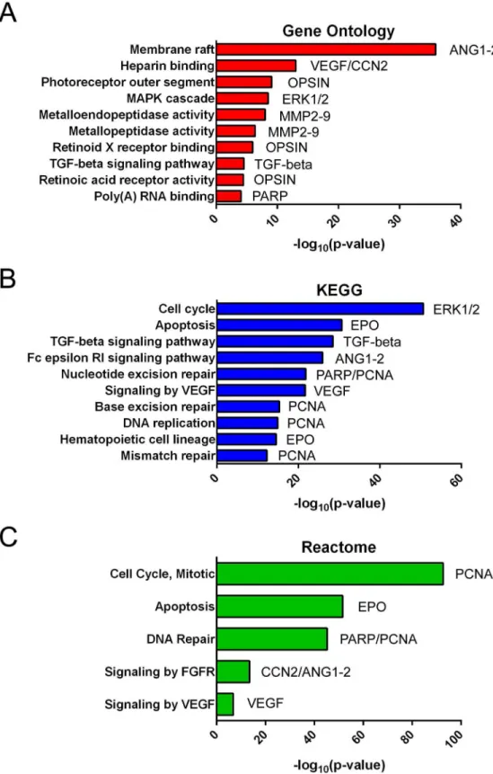 Fig 2. Biological processes controlled by miR-19b, miR-24 and miR-142-3p network. Overrepresented