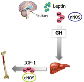 Figure 5. Leptin, NO, and bone metabolism. Leptin directly influences GH regulation and secretion  via the activation of pituitary nNOS
