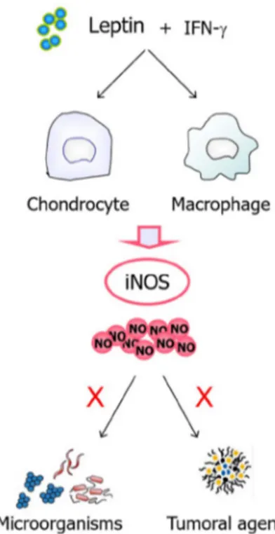 Figure 6. Leptin acts through NO in the immune response. Leptin markedly increases interferon-γ  (IFN-γ)-induced  NO  production  by  increasing  iNOS and COX-2 expression in macrophages and  chondrocytes, playing a proinflammatory role in synergy with int