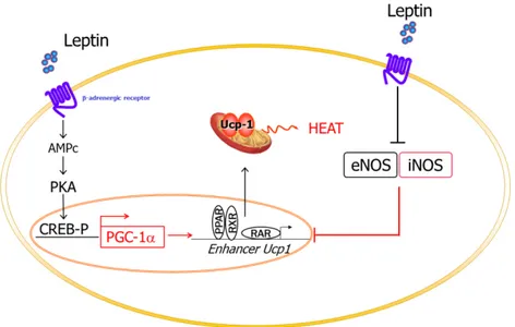 Figure 2. Leptin and NO participation in energy expenditure. Leptin increases energy expenditure by  increasing UCP expression and through decreased NO production, which, in turn, activates the  expression of UCP