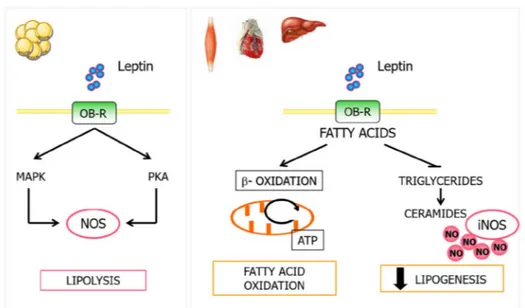 Figure 3. Relationship between leptin and NO in lipid metabolism. Leptin modulates NO production  in WAT through PKA and MAP kinase activation, being an important regulator signal of  leptin-induced lipolysis
