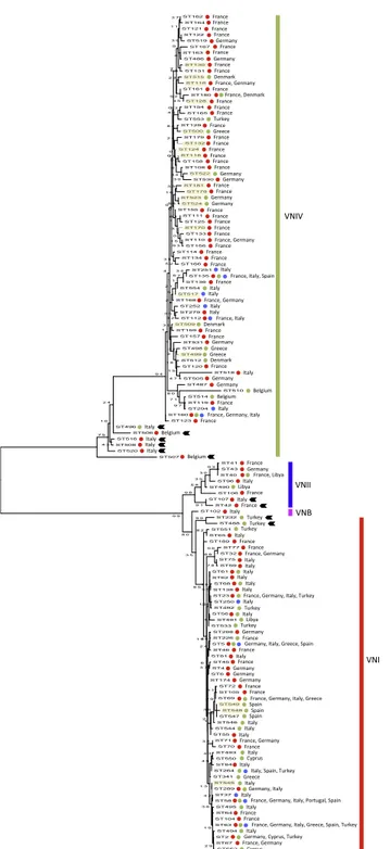 Fig. 3. Maximum likelihood phylogenetic tree inferred using the concatenated