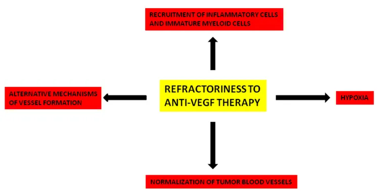 figure 2: Principal mechanisms involved in refractoriness to anti-veGf therapy.