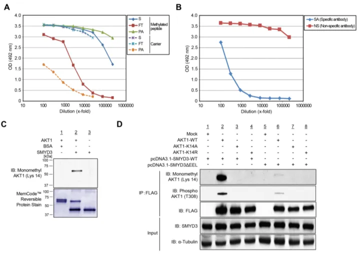 Figure 4A and 4B, the phosphorylation level of AKT1 at  Thr 308 was significantly diminished after knockdown  of SMYD3 in the human colon cancer SW480 cells