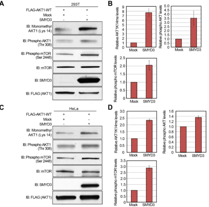 Figure 5: Overexpression of SMYD3 enhances the AKT pathway.  A, C. 293T cells (A) and HeLa cells (C) were transfected with  Mock vector or SMYD3 expression vector (pcDNA3.1-SMYD3) together with wild-type FLAG-AKT1 expression vector  (FLAG-AKT1-WT)