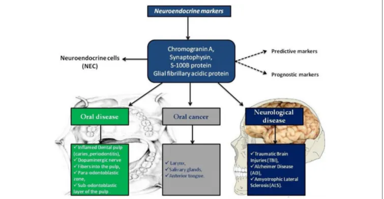 FIGURE 1 | Neuroendocrine markers distribution in oral disease, in oral cancer and in neurological diseases.