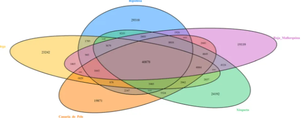 Figure 2. (A) Classification of single nucleotide polymorphisms (SNPs) identified in five ovine Spanish breeds 