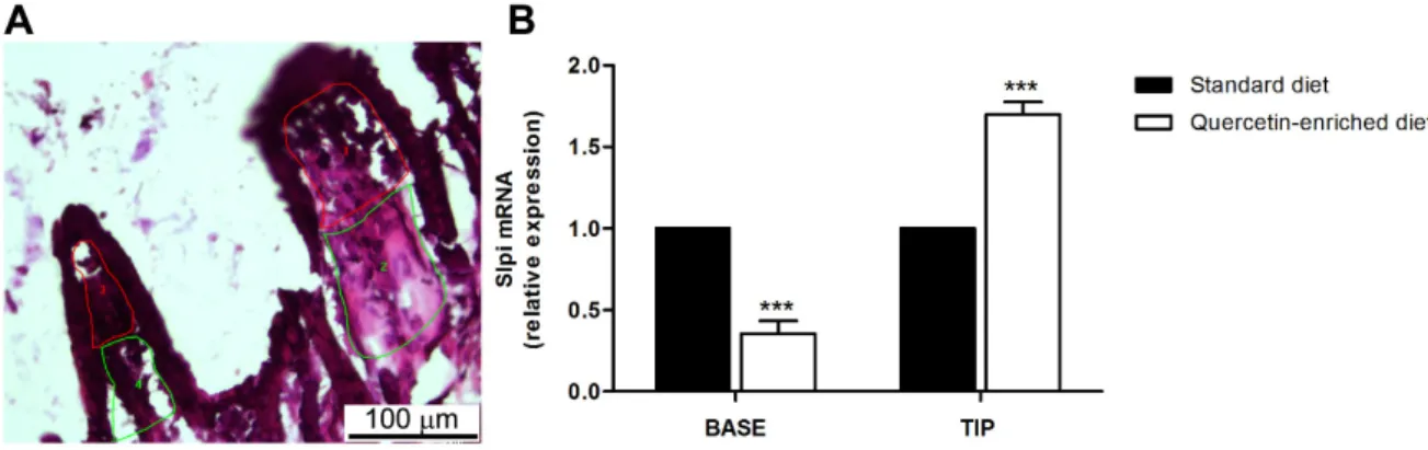 Figure 5. Quercetin induces Slpi expression in the tip of the intestinal villi. Animals were  administered quercetin-enriched or standard diet for 4 weeks