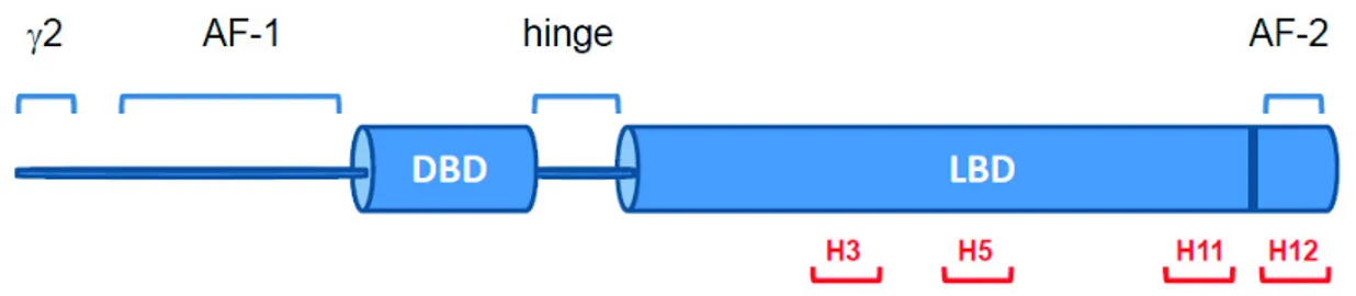 Figure 1. Schematic representation of nuclear receptor PPARγ. The ligand binding domain (LBD) is 