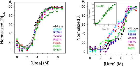 Figure 5. Urea-induced equilibrium unfolding of PPARγ wild type and variants. (A) Normalized 