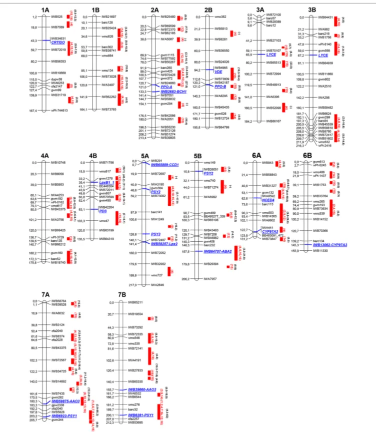 FIGURe 2 | Schematic representation of durum wheat chromosomes [based on the  Maccaferri et al