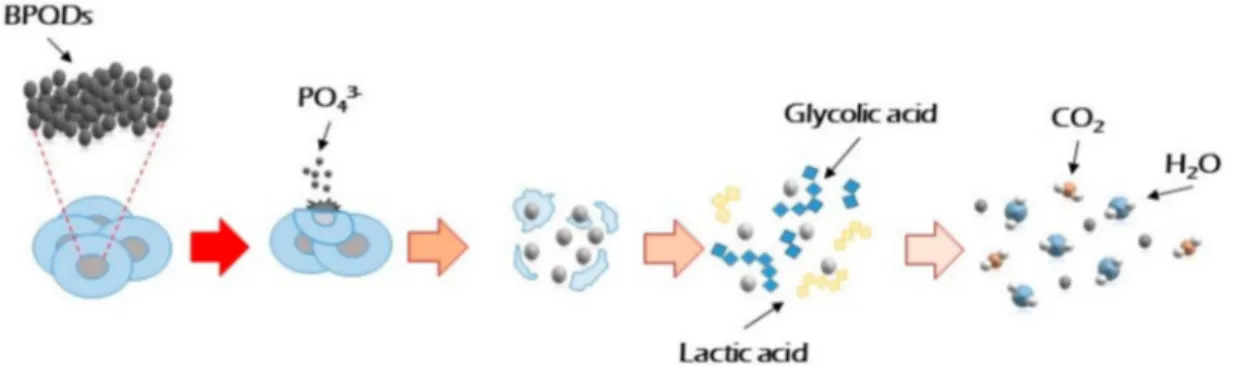 Figure 1. Process of degradation of polymeric scaffold (PLGA: poly lactic-co-glycolic acid), mixed with