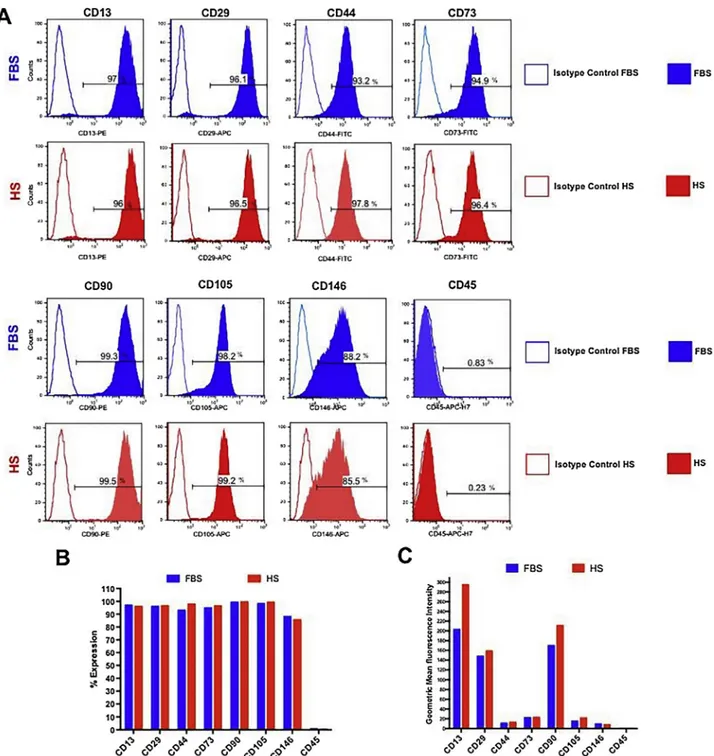 Figure 2 Expression of surface stem markers in hPCy-MSCs cultivated in HS or FBS. (A) Expression of surface stem markers: CD13, CD29, CD44, CD73, CD90, CD105, CD146 and CD45 in hPCy-MSCs cultivated in 10% HS compared with those grown in 10% FBS