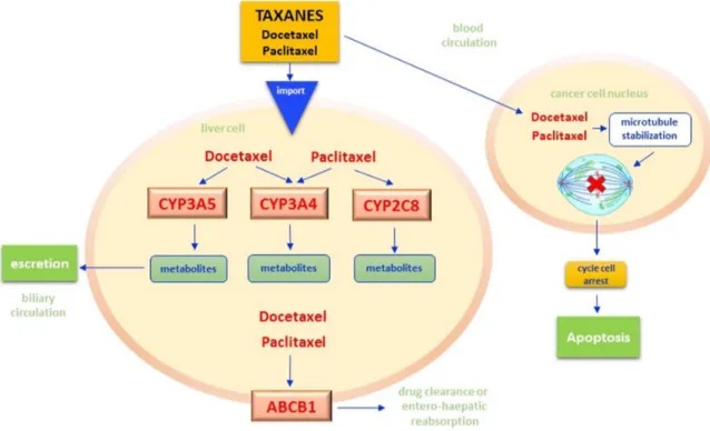Figure 5: Taxanes pathway.  Once Paclitaxel and Docetaxel cross both plasmatic and nuclear membranes, they stabilize the nuclear  beta-tubulin by inhibiting the microtubules polymerization and the mitotic melt construction