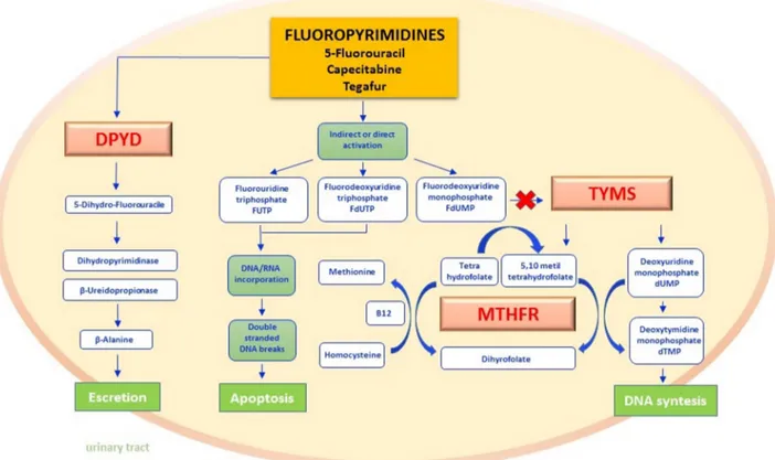 Figure 1: Fluoropyrimidines pathway.  Fluoropyrimidines (5-fluorouracil and the oral prodrug capecitabine and tegafur) are for  the 90% rapidly catabolized in the liver, whereas only 10% is anabolized by forming metabolites responsible for the drug mechani