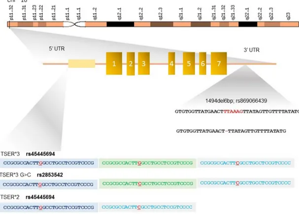 Figure 2: Polymorphisms in the 5’- and 3’-untranslated regions (UTRs) of TYMS gene.  The 5’-UTR of TYMS, named  thymidylate synthase enhancer region (TSER), contains a variable number of a 28-bp double (2R) or triple repeats (3R) determining  the genotypes