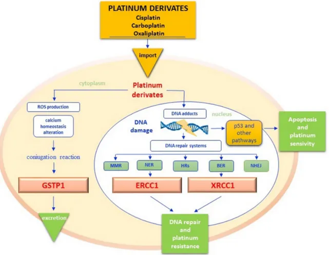 Figure 3: Platinum pathway.  Once into cytoplasm, platinum derivatives promote the Reactive Oxygen Species (ROS) synthesis, that  cause the alteration of cell membranes permeability, the deregulation of different signal transduction pathways and calcium ho