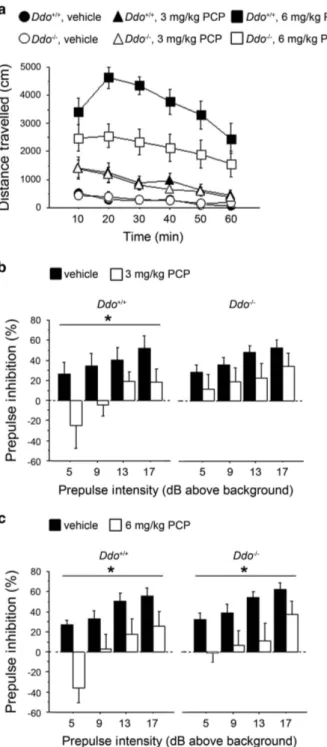 Figure 2. PCP-induced behavioral responses in Ddo − / − mice. (a)