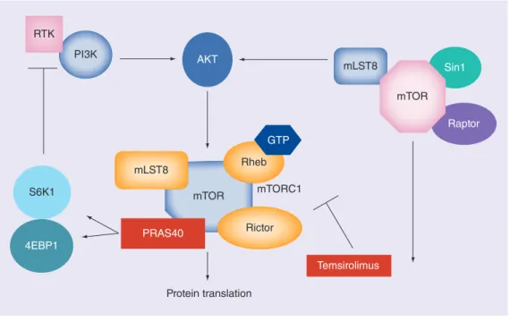 Figure 1. Signal transduction pathway involving mTOR.PI3KAKTS6K14EBP1Protein translation mLST8PRAS40mTORRictormTORC1 Temsirolimus RaptorRhebmLST8GTPSin1mTORRTK