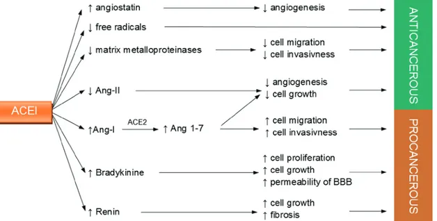 Figure 2. Pro- and anticancerous effects of ACEIs. ACEIs affects level of many different substances like Ang-I, Ang-II, Ang 1-7, renin, bradykinine and others  that mediate both, pro- and anticancerous response