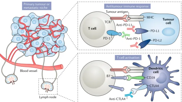 Fig. 2 |  Mechanisms of action of immune checkpoint inhibitors in renal cell carcinoma