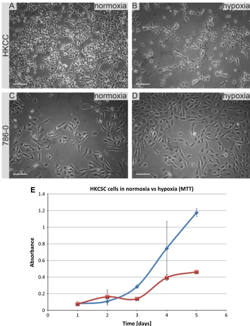 Fig. 1 RCC cells morphology and growth in hypoxia and normoxia in control media. HKCSCs morphology in DMEM HG medium in a normoxia b hypoxia; 786-0 cells morphology in DMEM HG medium in c normoxia and d hypoxia; MTT-test of HKCSC cells in hypoxia and normo