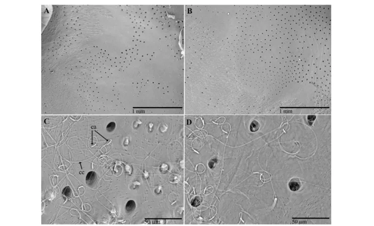 FIGURE 3 | Scanning electron micrographs of C. tenebrionis: glandular openings on the inner surface of the female (A,C) and male pronota (B,D), washed according to Porcelli and Di Palma (2001) 