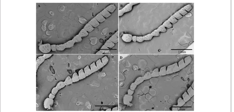 FIGURE 4 | Scanning electron micrographs of antennae of C. tenebrionis: general view of the antiaxial side of a female (A) and a male (B); paraxial side of a female (C) and a male (D).