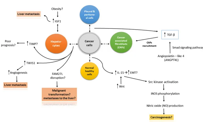 Fig. 2 The figure shows interaction mechanisms between cancer cells and: (1) Hepatocytes: overexpression of TIMP (Tissue inhibitor of metallopro- metallopro-teinase) is presumed to cause poor prognosis in patients