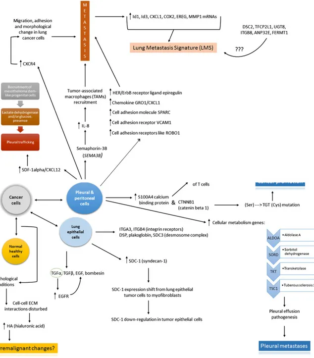 Fig. 3 As a result of the interaction between normal healthy cells and cancer cells, it is possible that under pathological conditions, interactions between normal cells and its extracellular matrix (ECM) become disrupted