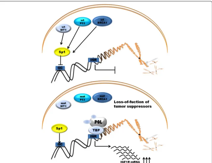 Fig. 3 Regulation of promoter activity of IGF1R gene by tumor suppressor genes. POL, RNA polymerase II; TBP, TATA-binding protein; GC, GC boxes; INR, initiator element