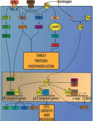 Figure 3. Estrogen and progesterone signaling in RCC cells.