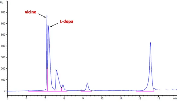 Figure 1. Example of chromatogram obtained after HPLC analysis for the determination of vicine and  L-dopa contents