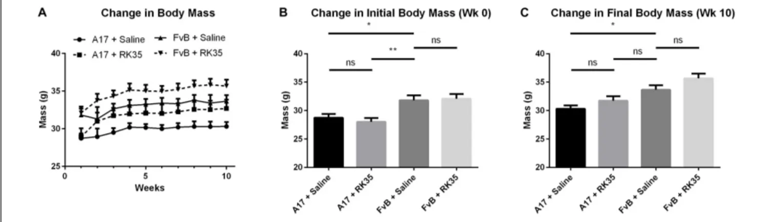 FIGURE 1 | Treatment with RK35 antibody does not affect body mass in 52 week old A17 mice: Mice (n = 8–10) were weighed and administered a weekly regimen of either saline or the RK35 antibody (10 mg/kg i.p.) for 10 weeks from the 42nd week of age
