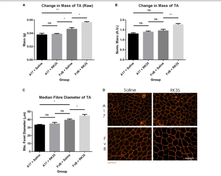 FIGURE 2 | Treatment with RK35 antibody has does not affect muscle mass and myofiber diameter in OPMD mice: Mice were administered with a weekly regimen of either saline or the RK35 antibody (10 mg/kg i.p.) for 10 weeks from 42-weeks of age