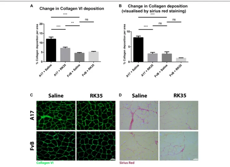 FIGURE 3 | Treatment with RK35 antibody reduces collagen deposition in OPMD mice: Mice were administered with a weekly regimen of either saline or the RK35 antibody (10 mg/kg i.p.) for 10 weeks from 42-weeks of age