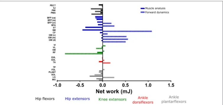 FIGURE 9 | Net mechanical work generated from each musculotendon unit over the whole trotting stride calculated by static optimization and muscle analysis, compared to the values estimated by forward dynamics