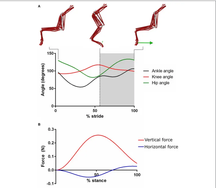 FIGURE 5 | The experimentally derived joint angles (A), and ground reaction forces (B) used to create the dynamic simulation of trotting within the mouse hindlimb