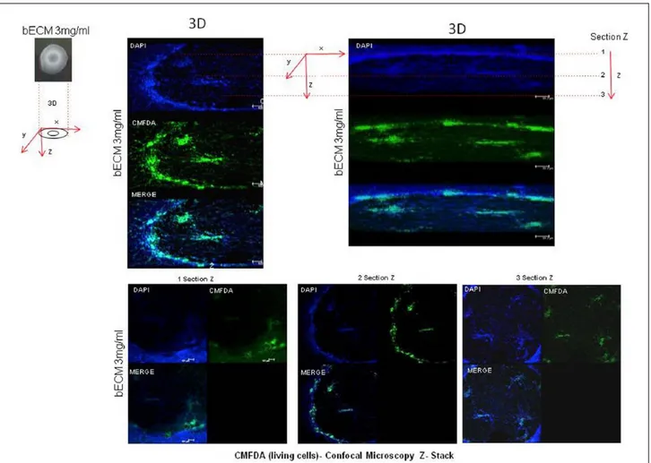 Figure 2.  Dental pulp stem cells on 3 mg/mL bECM at day 21 (Undiff.) - CMFDA (Living Cells).